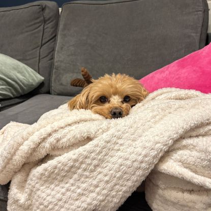 Golden maltipoo dog resting head on cream throw on top of grey sofa