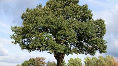 large oak tree standing in meadow/open area 