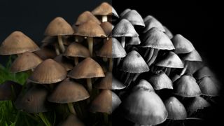A black and white, and color example of the same close-up image of fungi