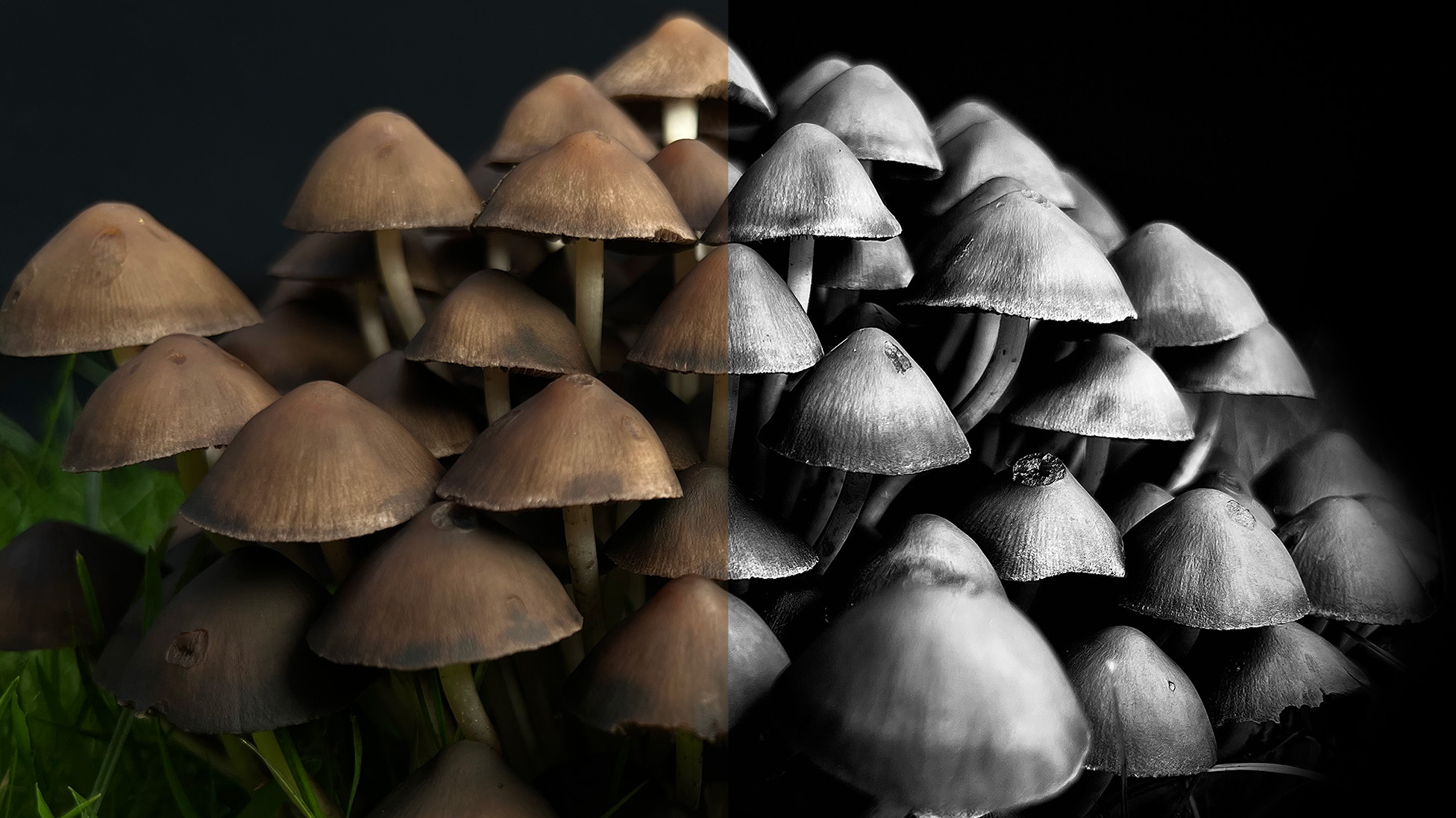 A black and white, and color example of the same close-up image of fungi