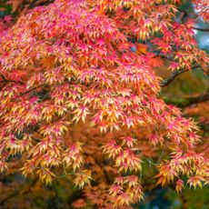 Japanese maple tree with yellow and red foliage