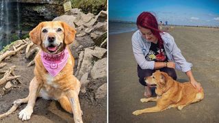 woman quits job to look after dying dog