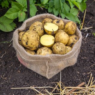 Potatoes growing in grow bags