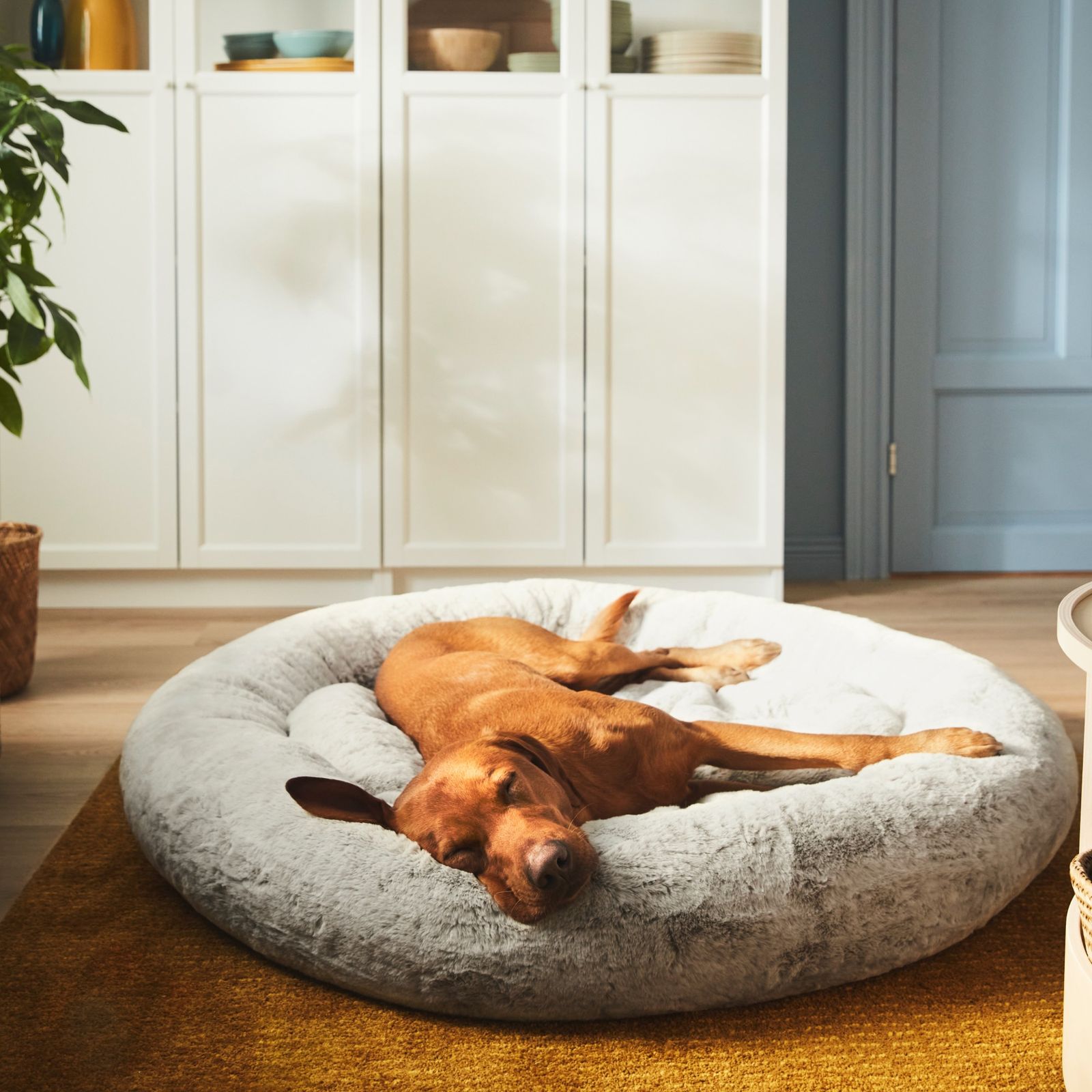 IKEA has launched a stylish new pet collection | Ideal Home