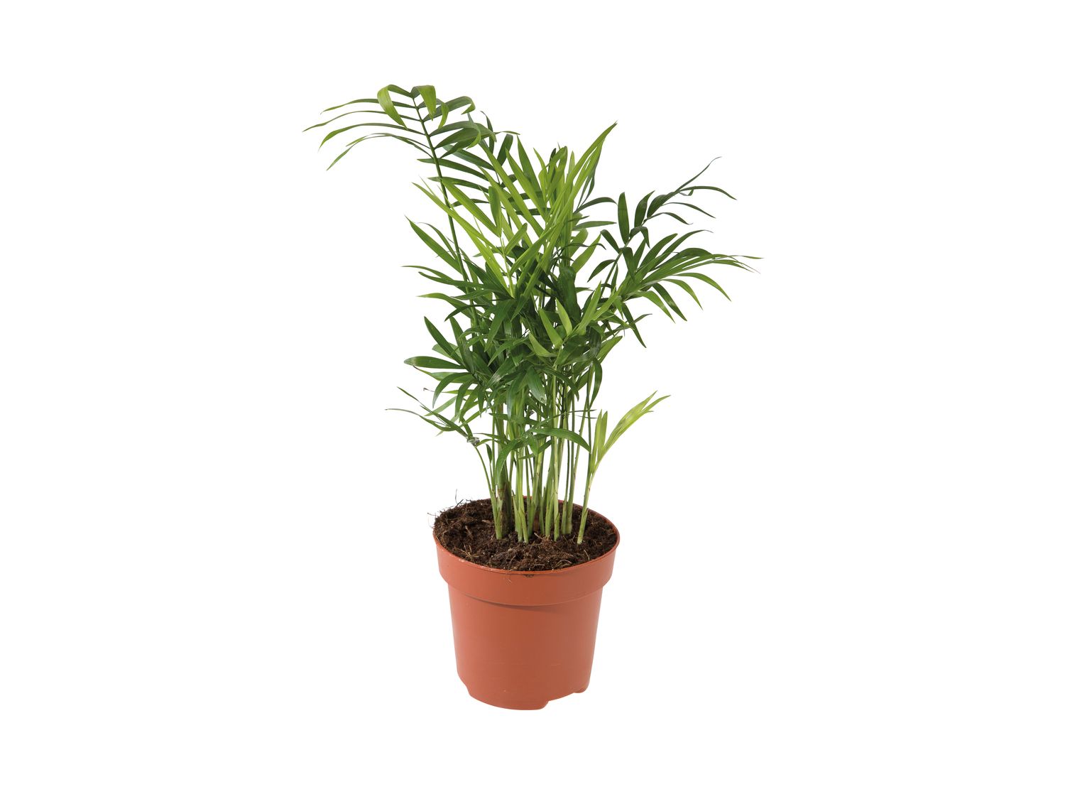 Lidl are selling the most Instagrammable house plants for just £2.99