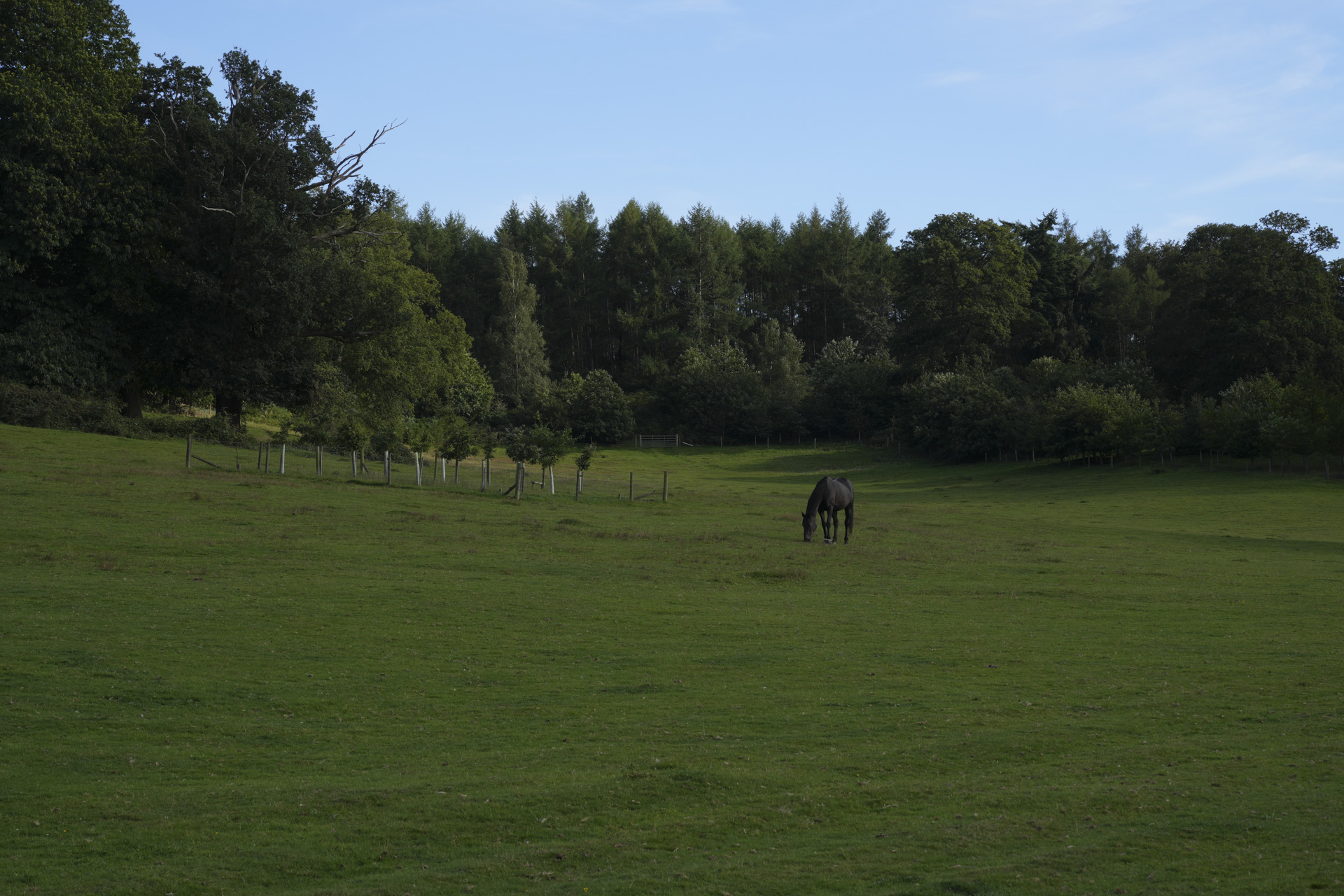 A tree-lined field with a horse on a bright day, taken with the Sony FE 20-70mm F4 lens and A7C R