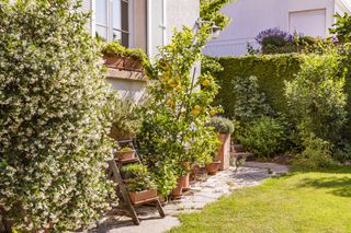 citrus trees in a garden