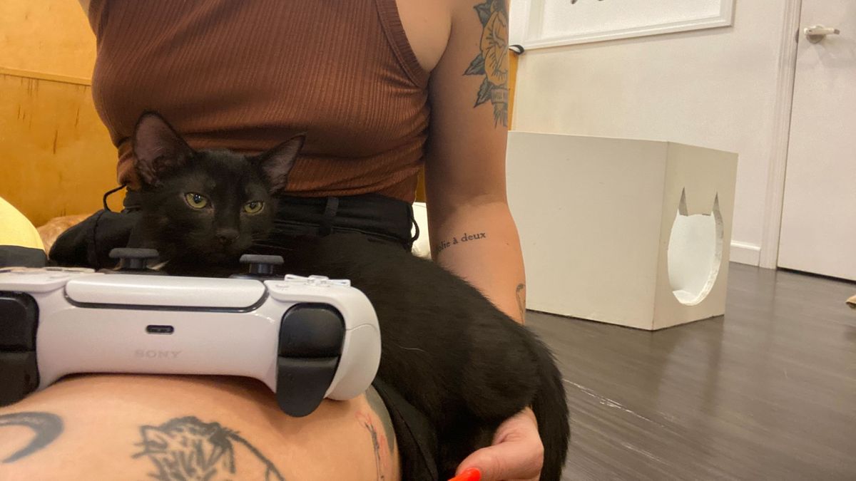 Stray Cat Cafe