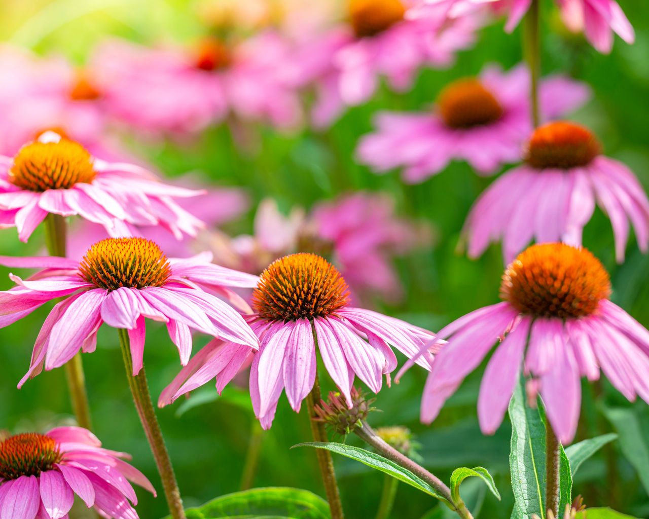echinacea purpurea flowers