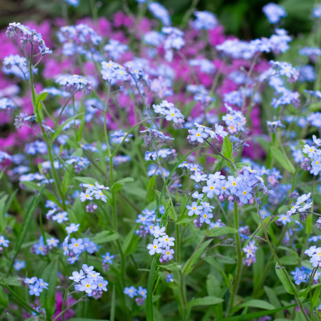 Forget-me-not flowers in a garden
