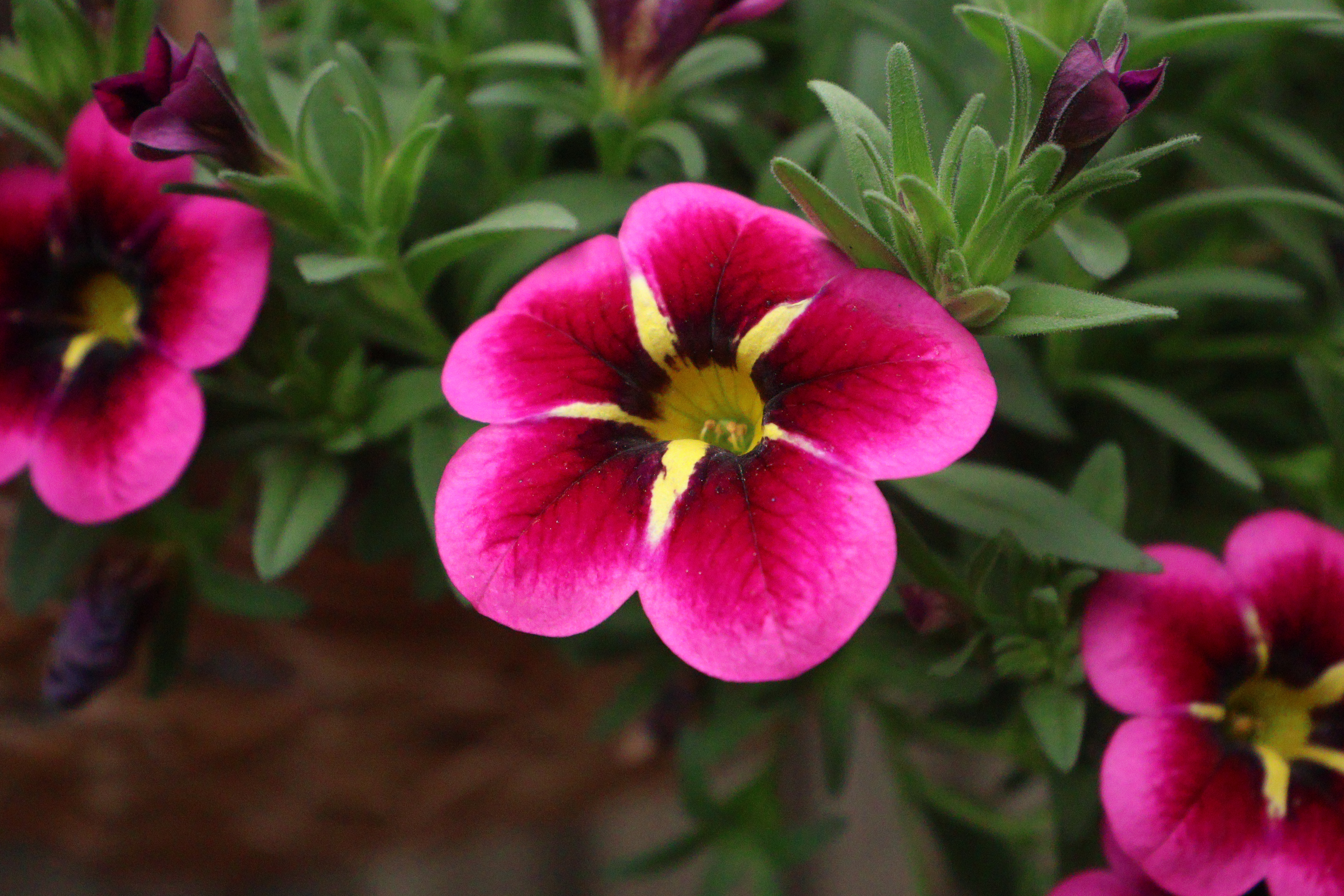 A photo of a bright pink and red flower taken on a Canon EOS R50 V mirrorless video camera