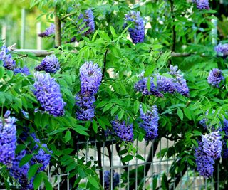 American wisteria vine in bloom