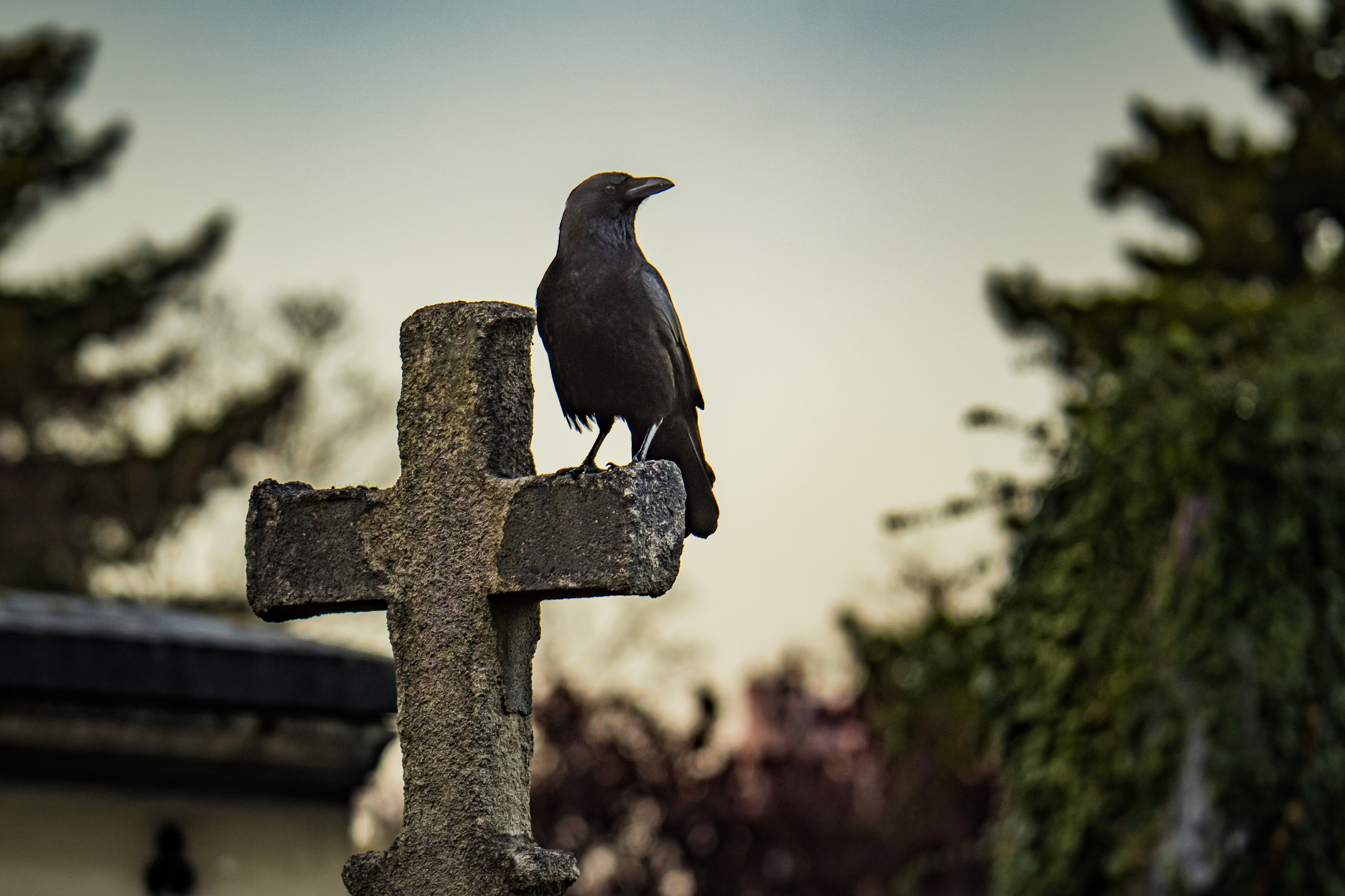 crow perched on the right side of a gravestone shaped like a cross