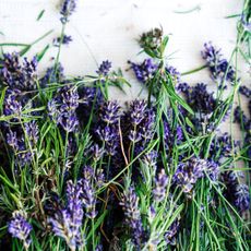 lavender trimmings of green stalks and purple flower heads placed against white background