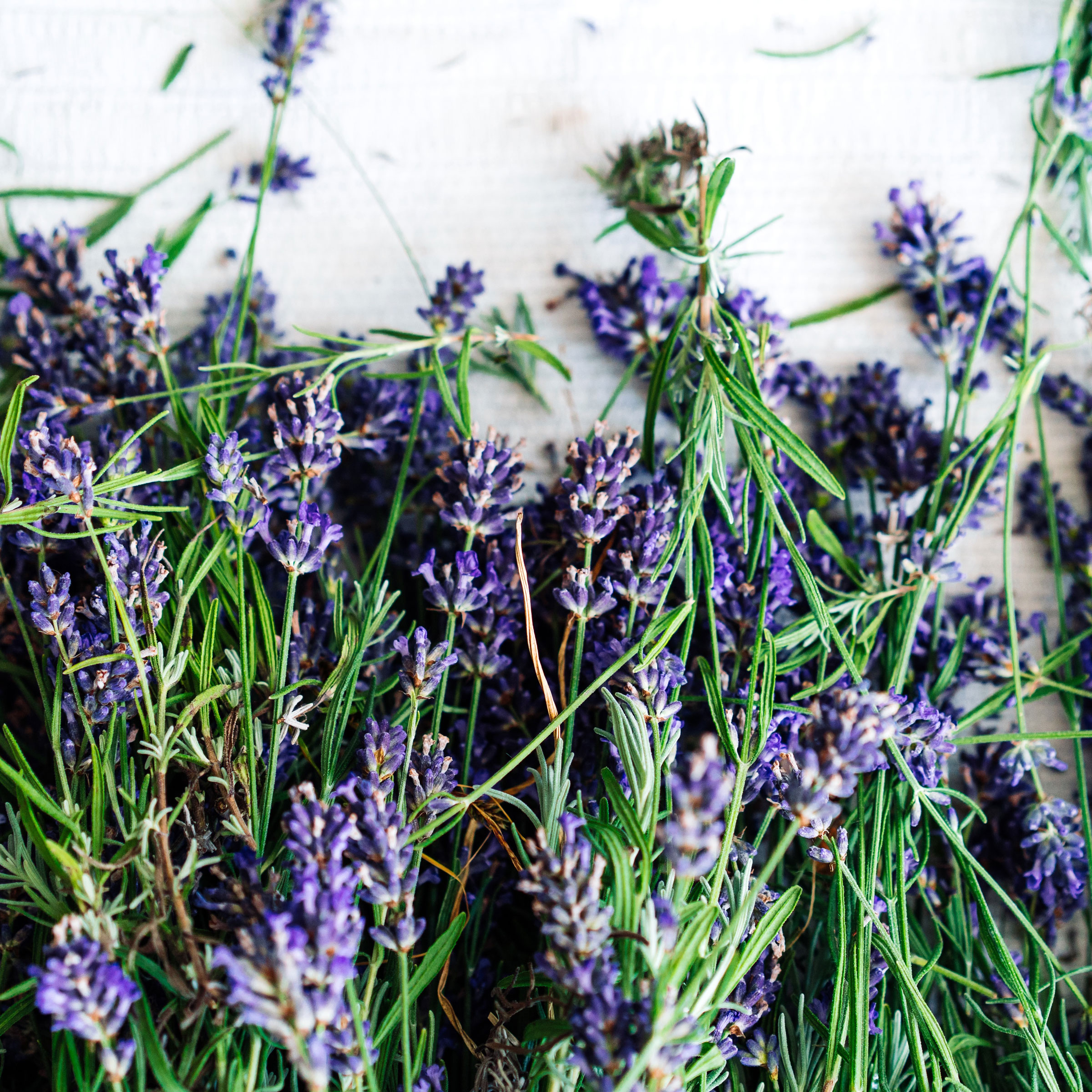lavender trimmings of green stalks and purple flower heads placed against white background