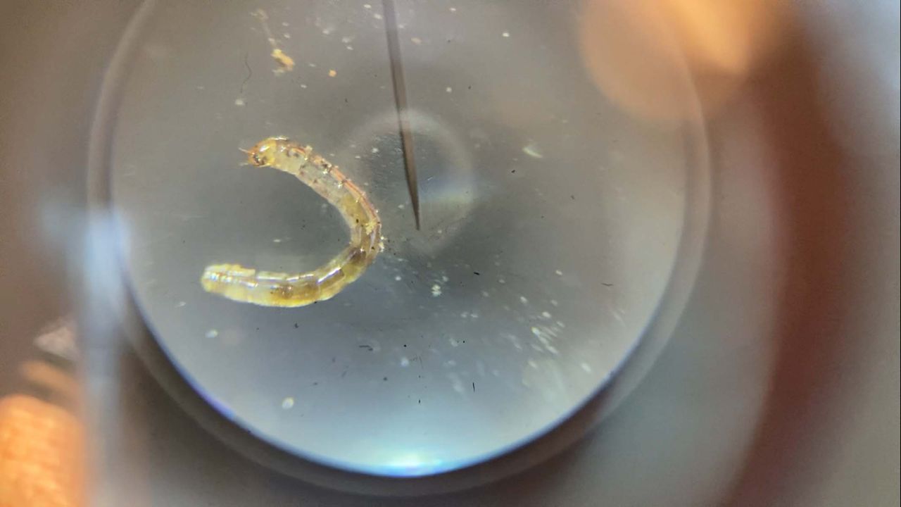 microscopic worm under a microscope