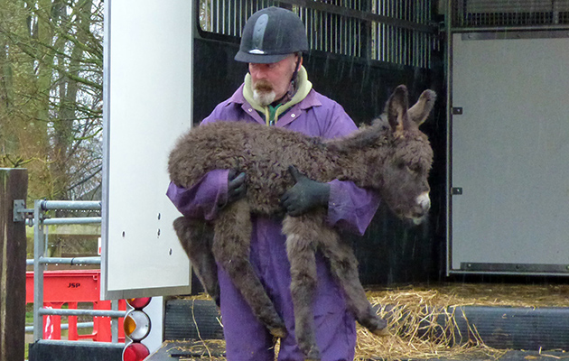 donkey foal