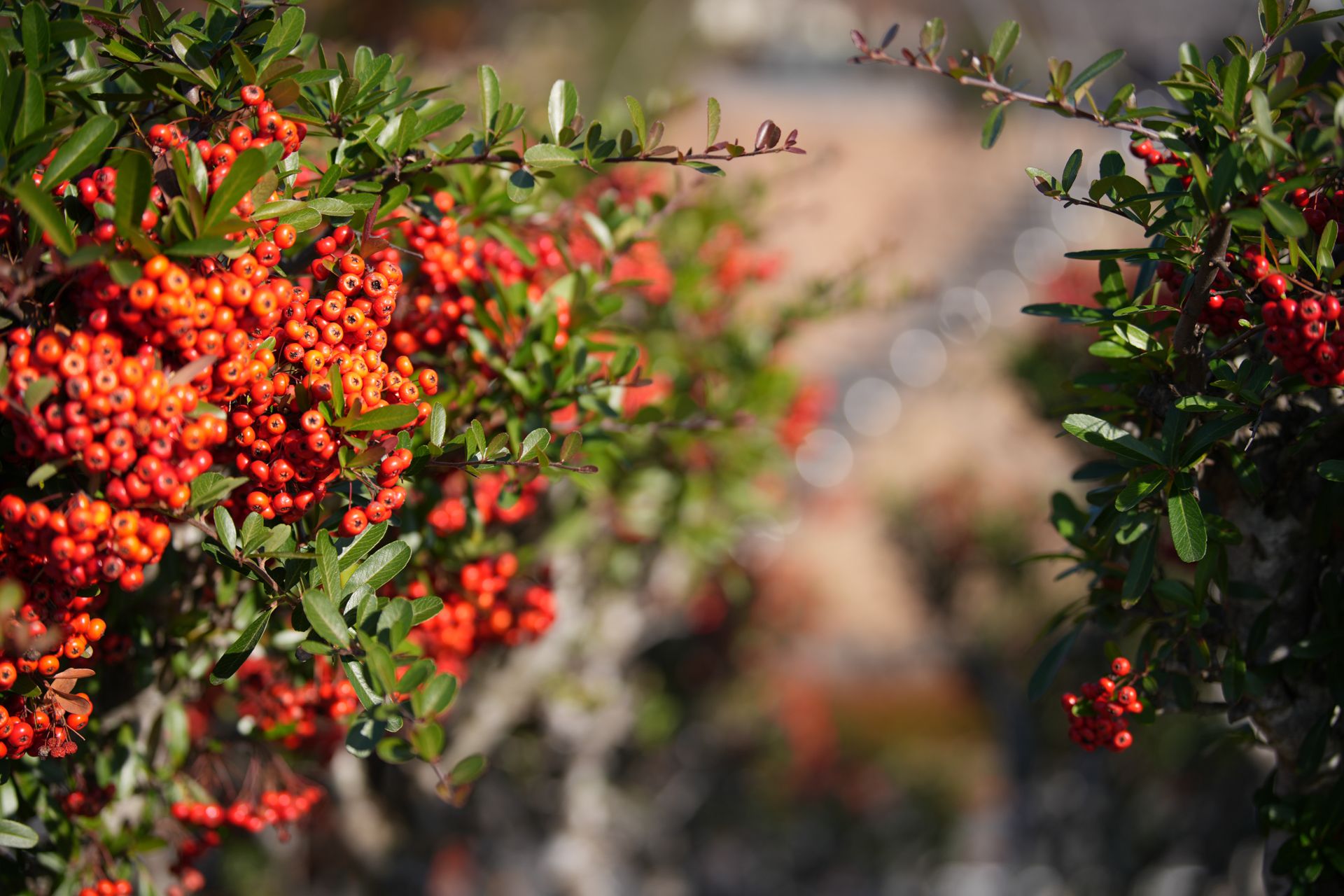 Sample image taken with Sony FE 70-200mm f/2.8 GM OSS II for comparison with the Nikon Z 70-200mm f/2.8 VR S II image