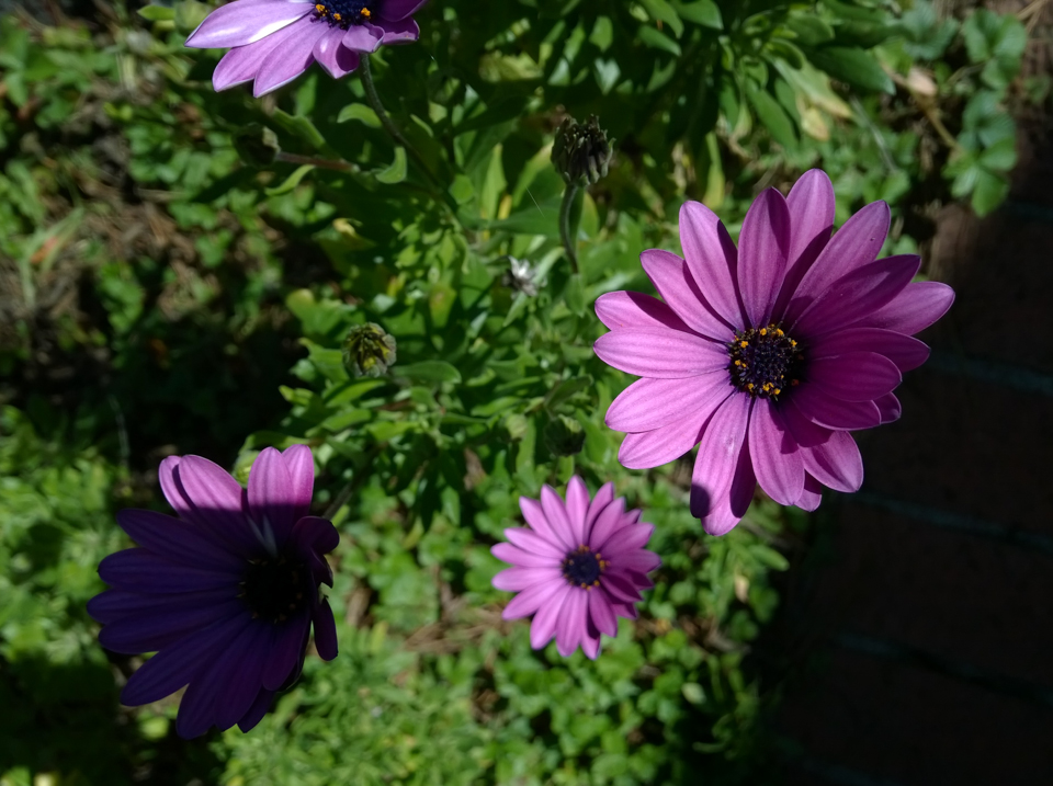 Nokia Lumia Icon review