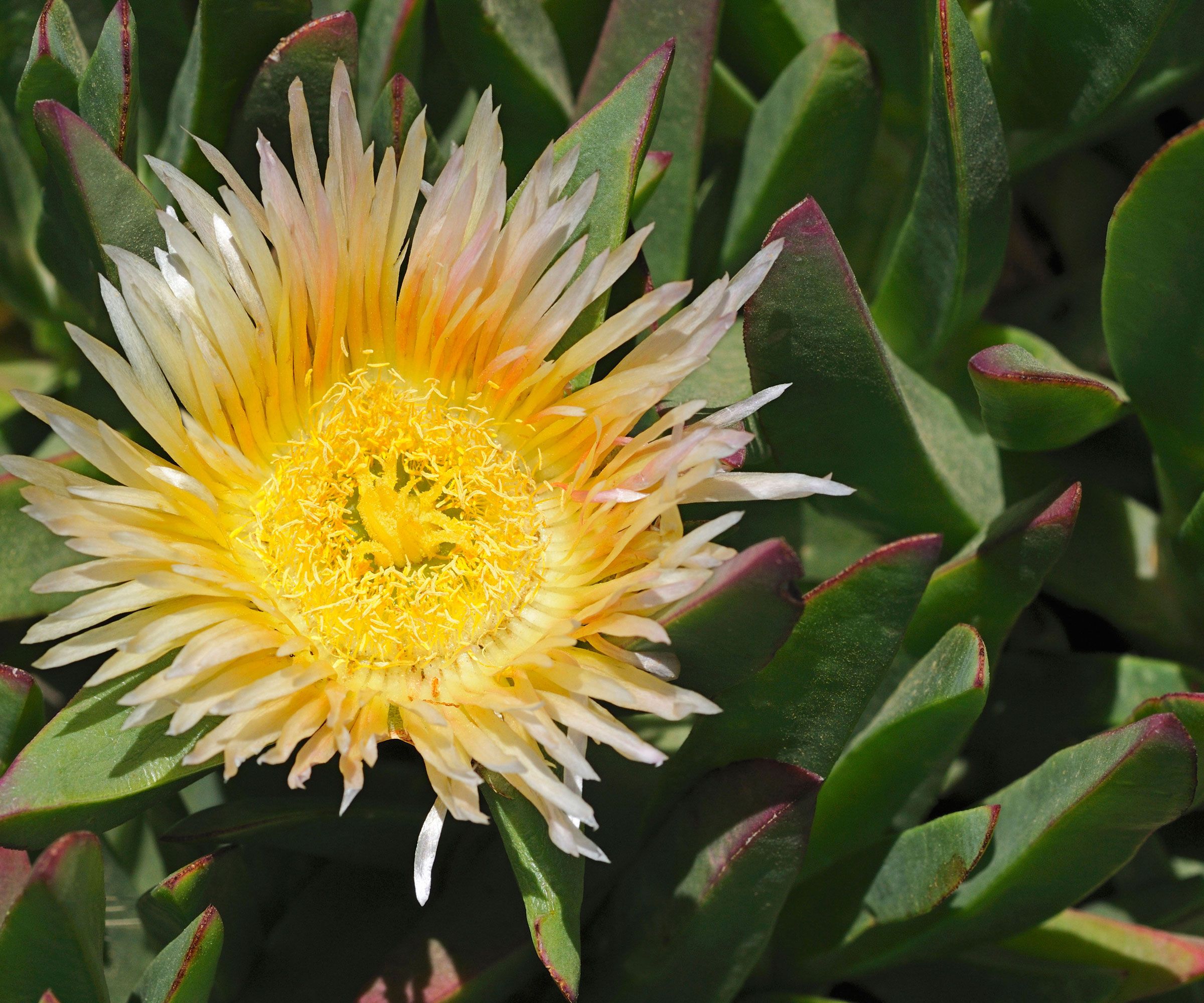 Hottentot fig succulent plant with yellow flower