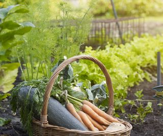 Garden vegetable patch with green crops
