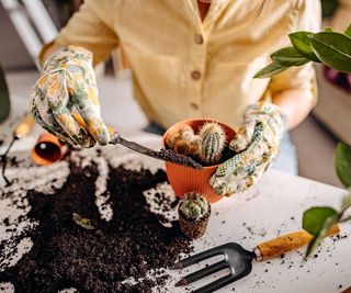 repotting cacti