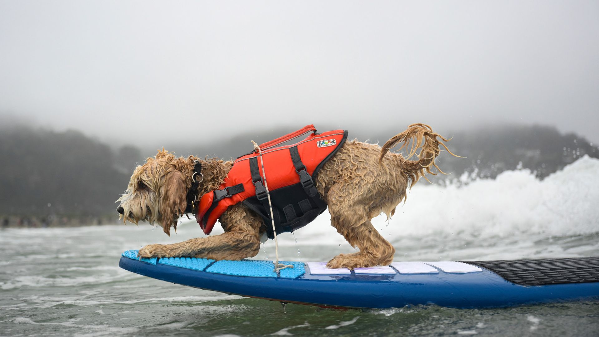 
                                A dog balances on a surfboard during the World Dog Surfing Championships in Pacifica, California
                            