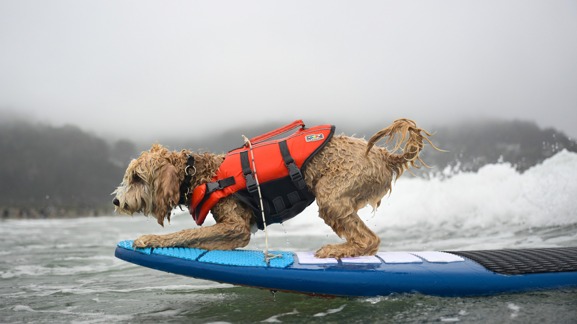 A dog on a surfboard