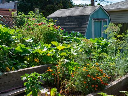 Garden With Planters Full Of Plants And Flowers