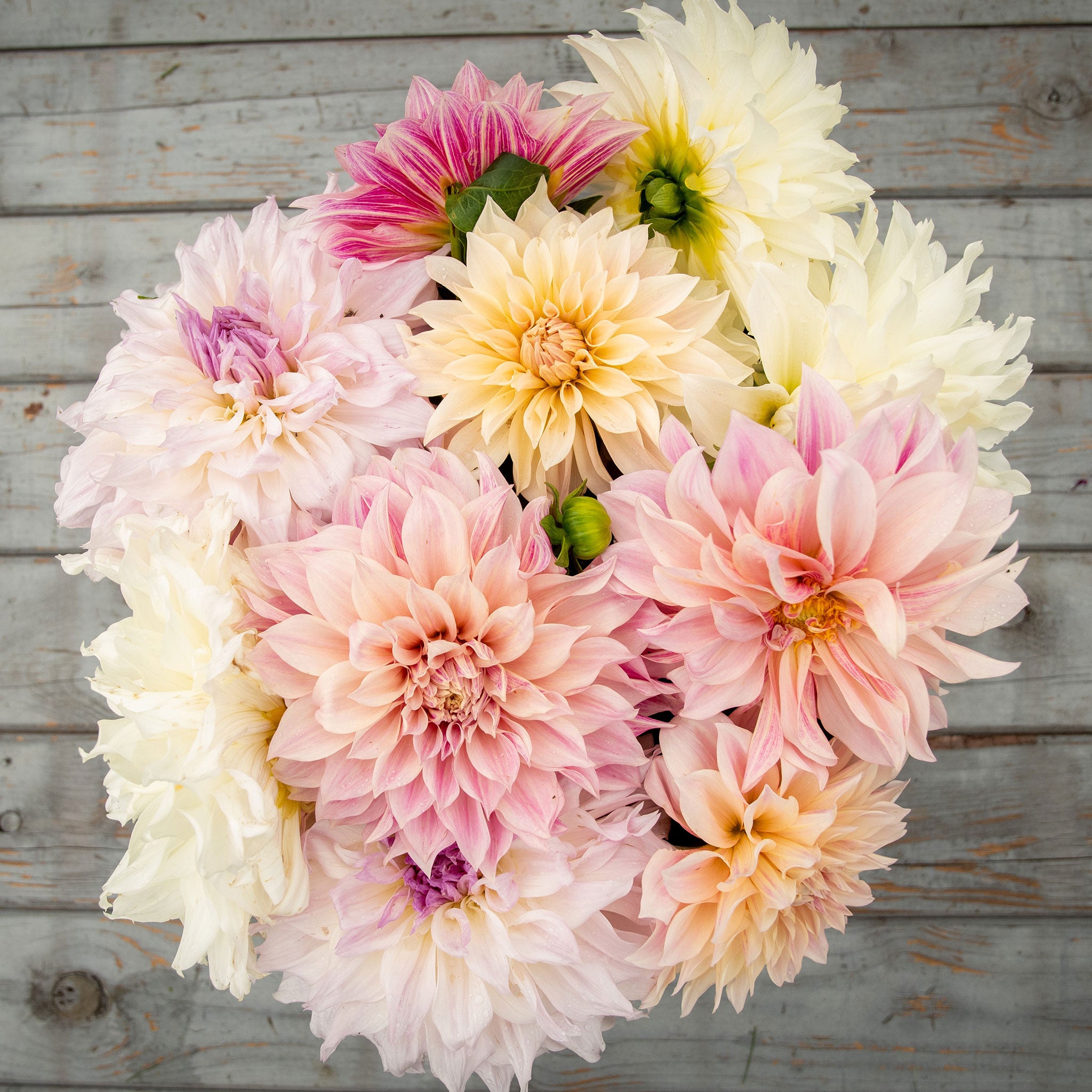 Dahlia Tubers (dinnerplate) - Celestial Mix