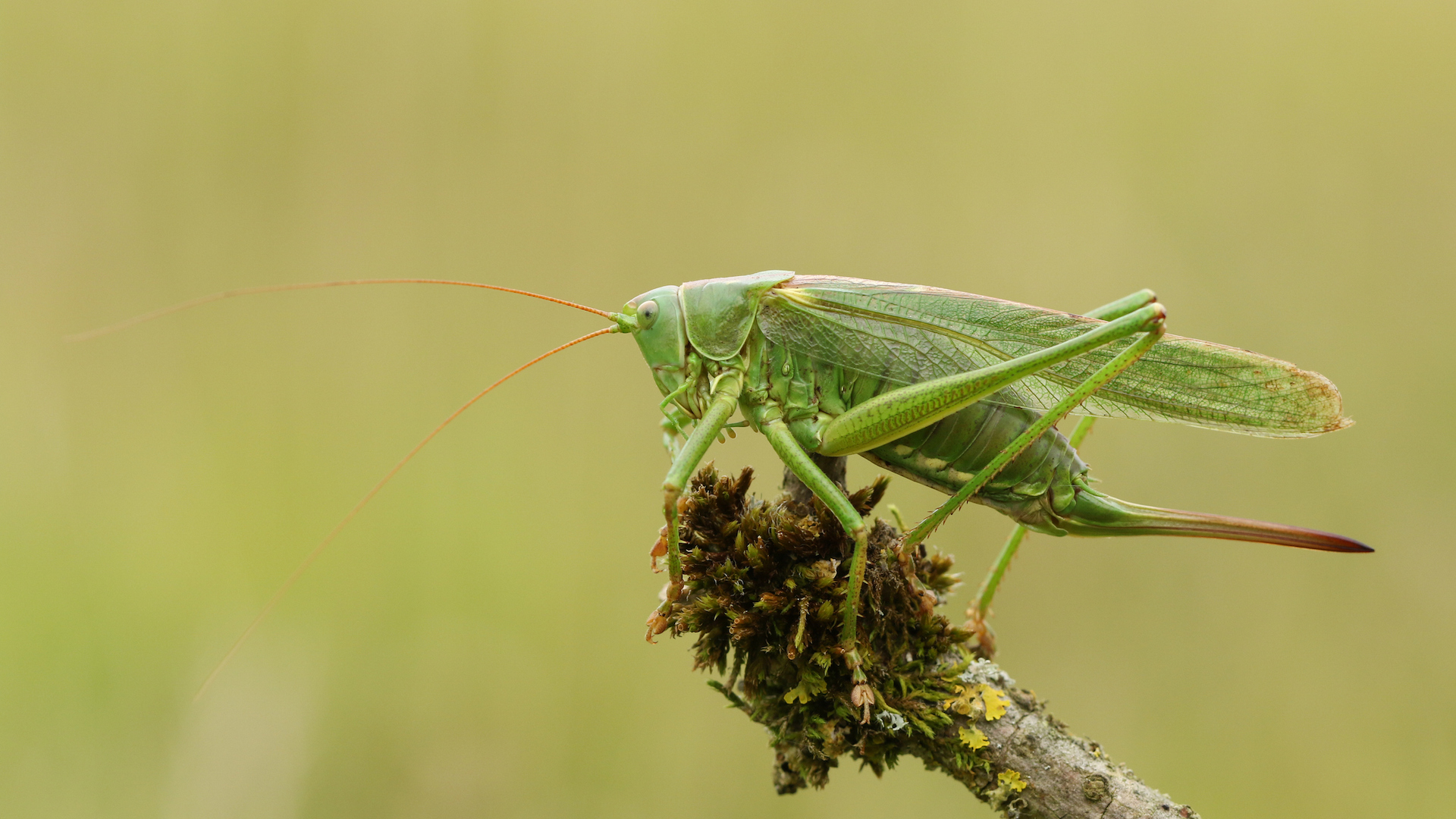 a close-up of a Great Green Bush-cricket resting on a twig