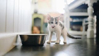 A kitten enjoying the best kitten food