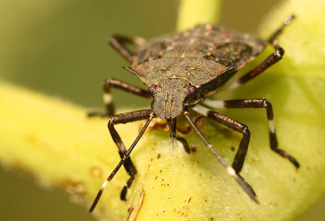 stink bug, steampunk, insects