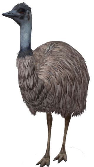 Emu Google Search