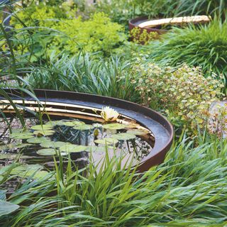 Pond with lily pads surrounded by plants in garden