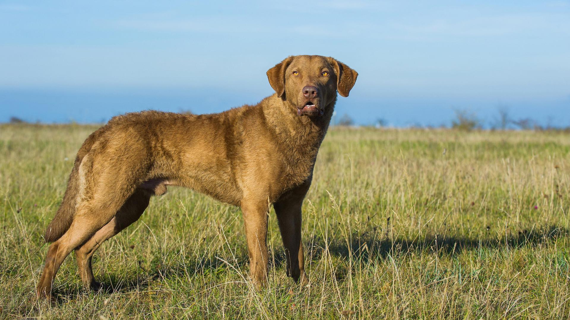 Chesapeake Bay retriever standing in a field