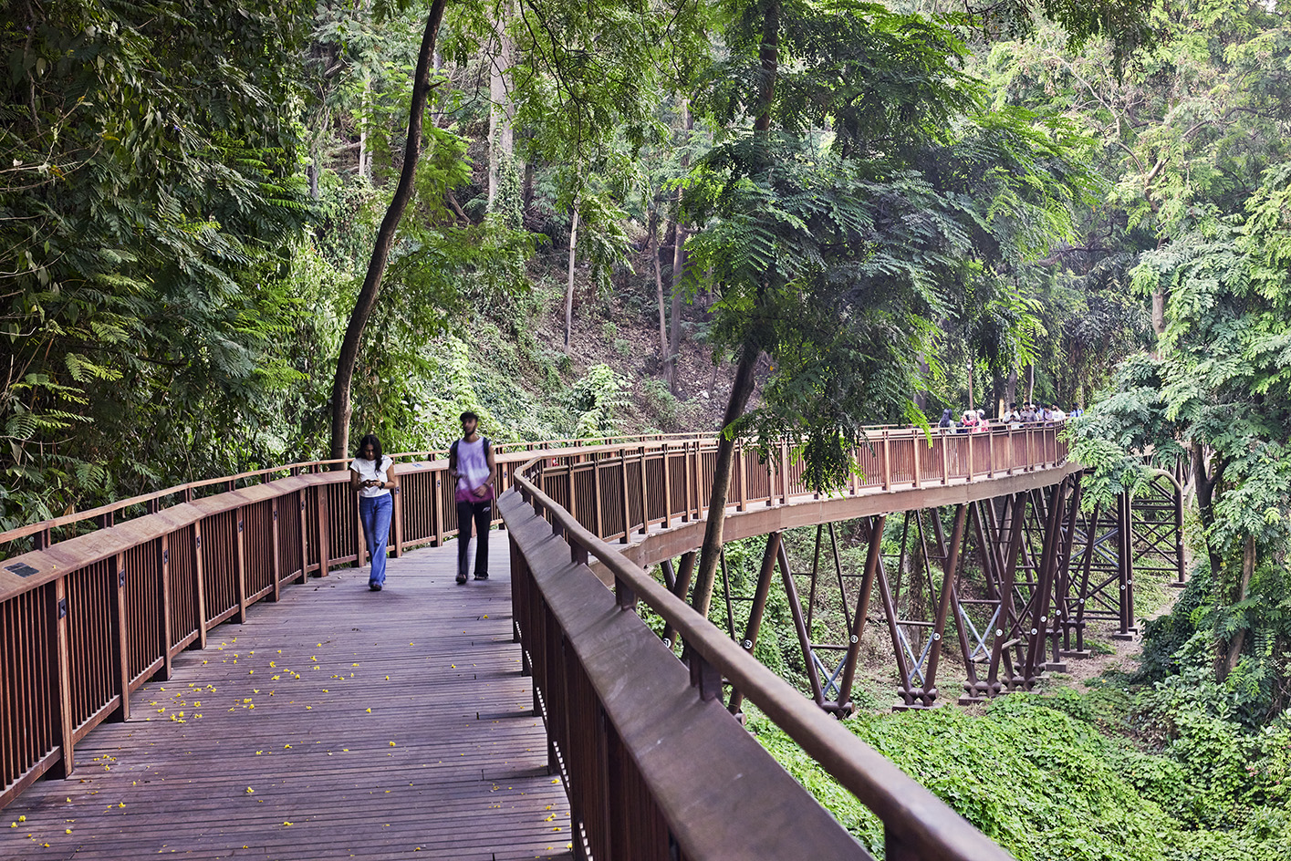 Malabar Hill's forest trail, an elevated timber walkway among trees