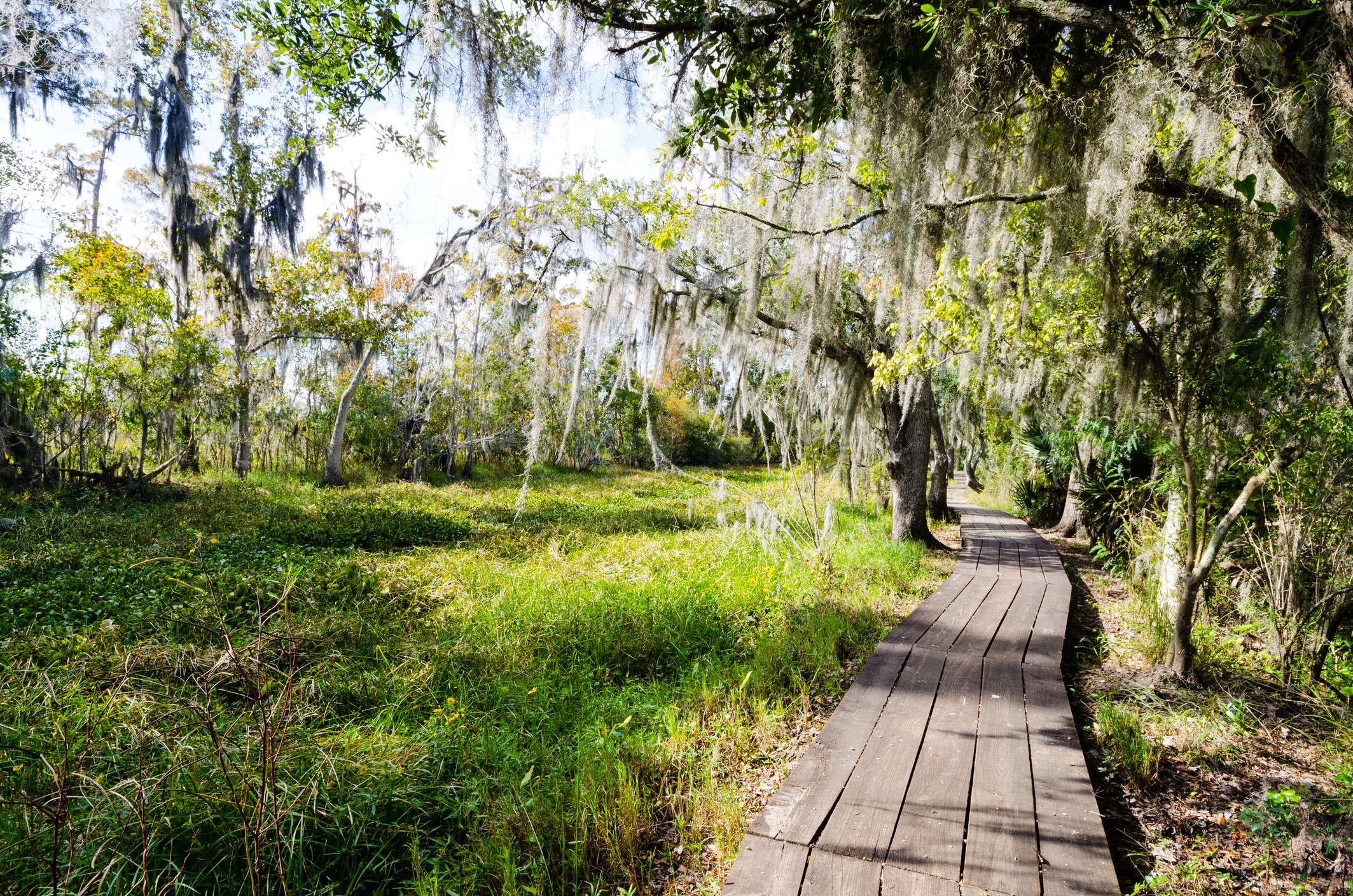 Landscape of a walking path through the swamp in Jean Lafitte National Historical Park and Reserve, located outside of New Orleans in Mississippi, USA.