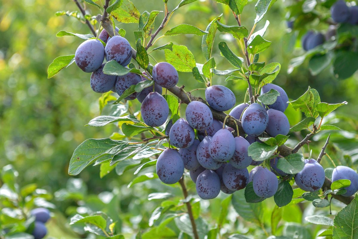 The best fruit trees for small gardens | GoodtoKnow