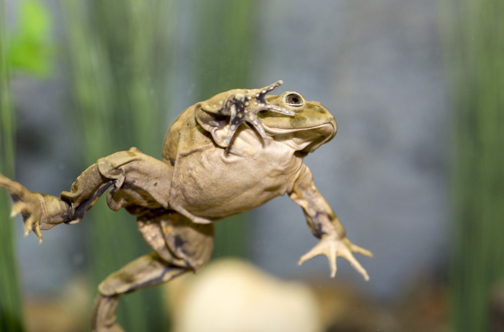 Strange skin, lake titicaca frogs