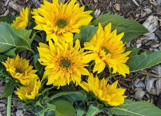 Sunflower Starburst Greenburst, Three Acre Farm