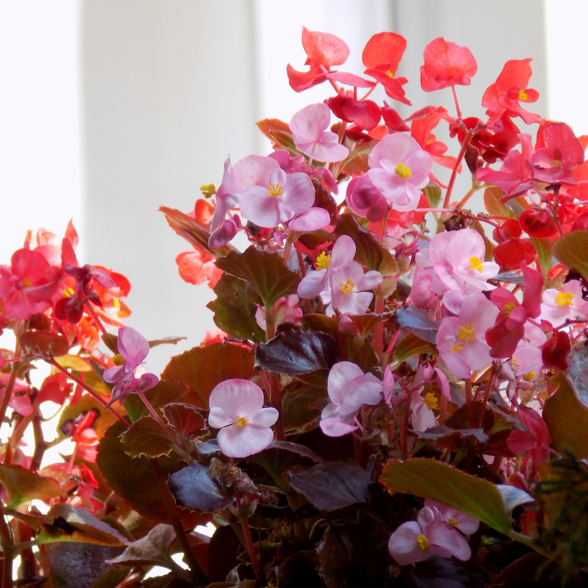 Red and pink begonia flowers