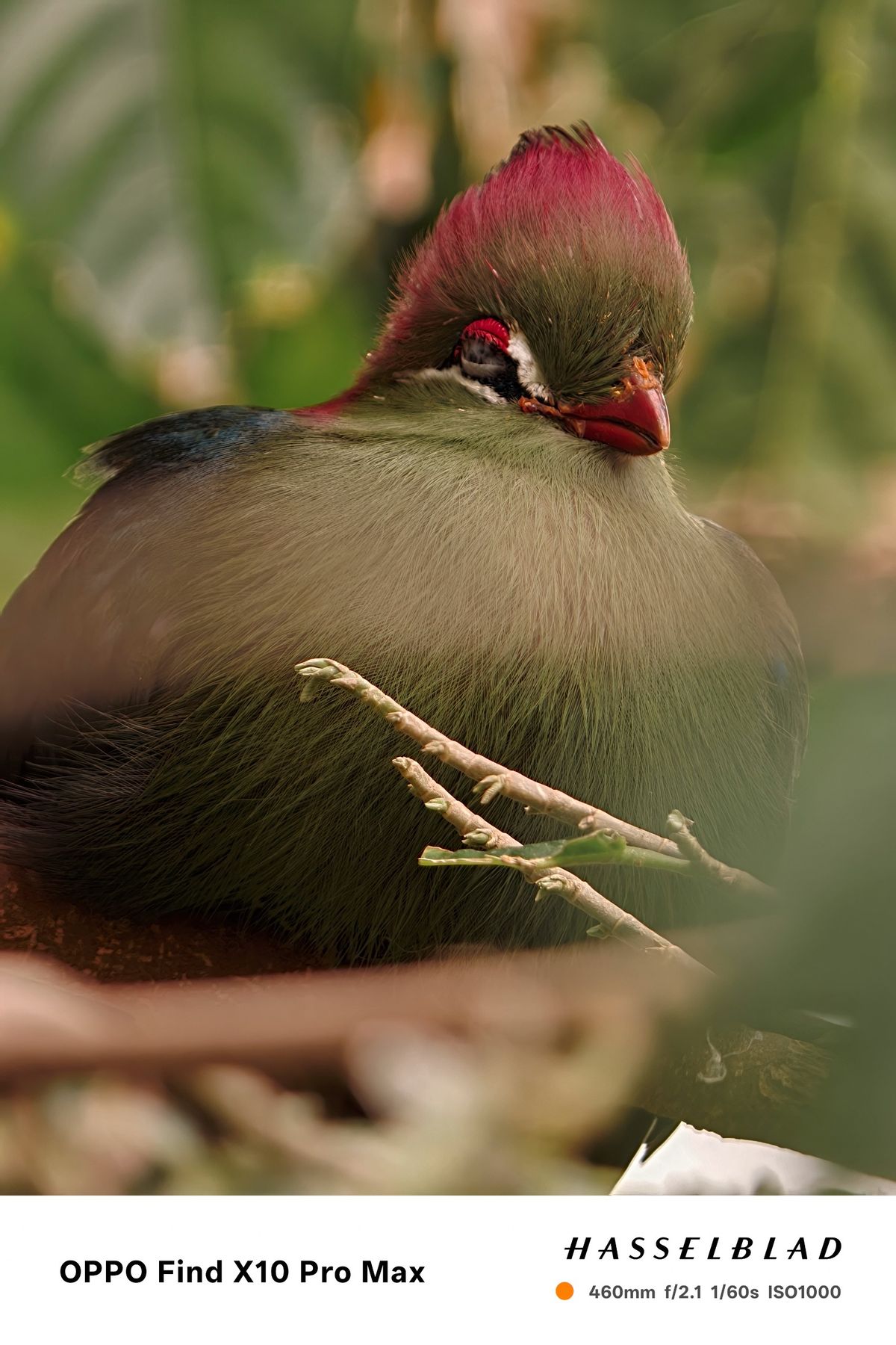 Close-up portrait of a green bird with a bright red crest.