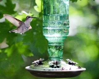 A DIY hummingbird feeder with hummingbird