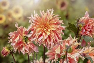 Orange and pink Dahlia 'Labyrinth' flower in the sunshine