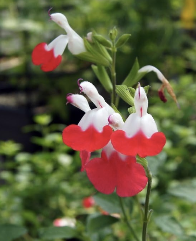 10 best flowers for hummingbirds beautiful blooms Livingetc