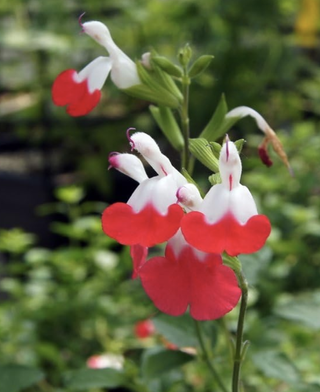 flowering salvia hot lips plant
