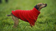 Best fleeces for dogs: terrier wearing red fleece outside