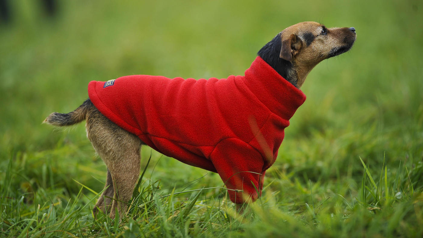 Best fleeces for dogs: terrier wearing red fleece outside
