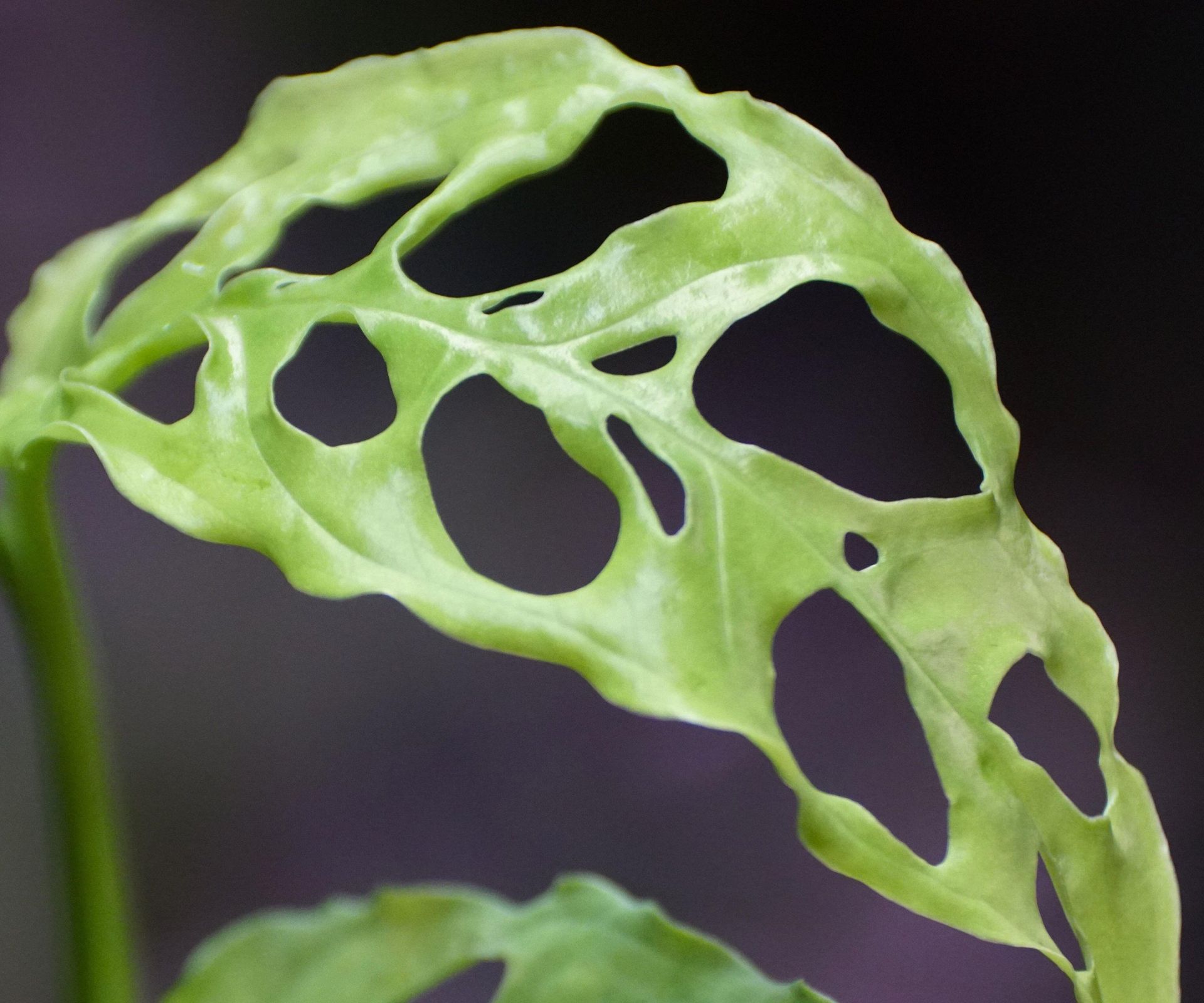 4 plants with natural holes in their leaves: expert advice | Homes and ...